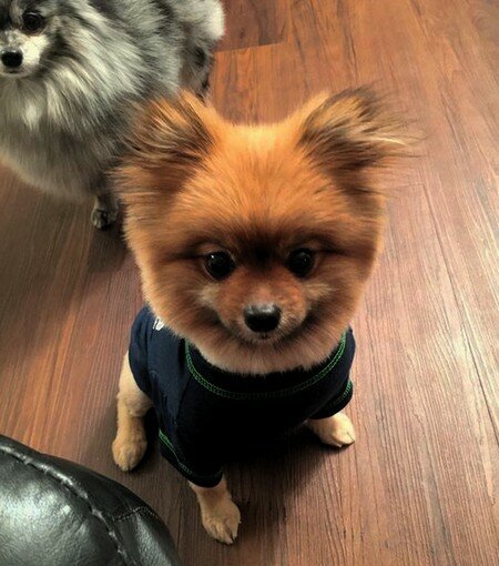 Стильный шпиц